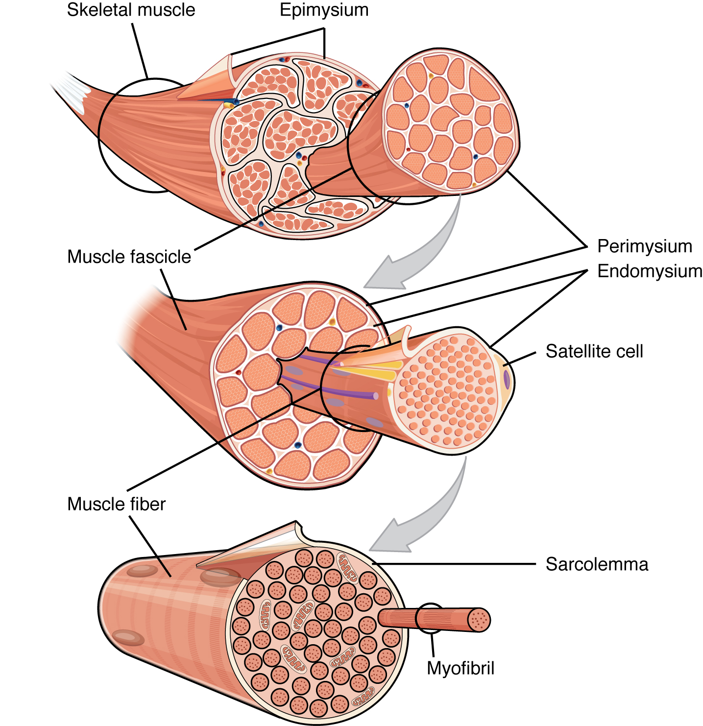 This figure shows the structure of muscle fibers. The top panel shows a skeleton muscle fiber, and a magnified view of the muscle fascicles are shown. The middle panel shows a magnified view of the muscle fascicles with the muscle fibers, perimysium and the endomysium. The bottom panel shows the structure of the muscle fiber with the sarcolemma highlighted.