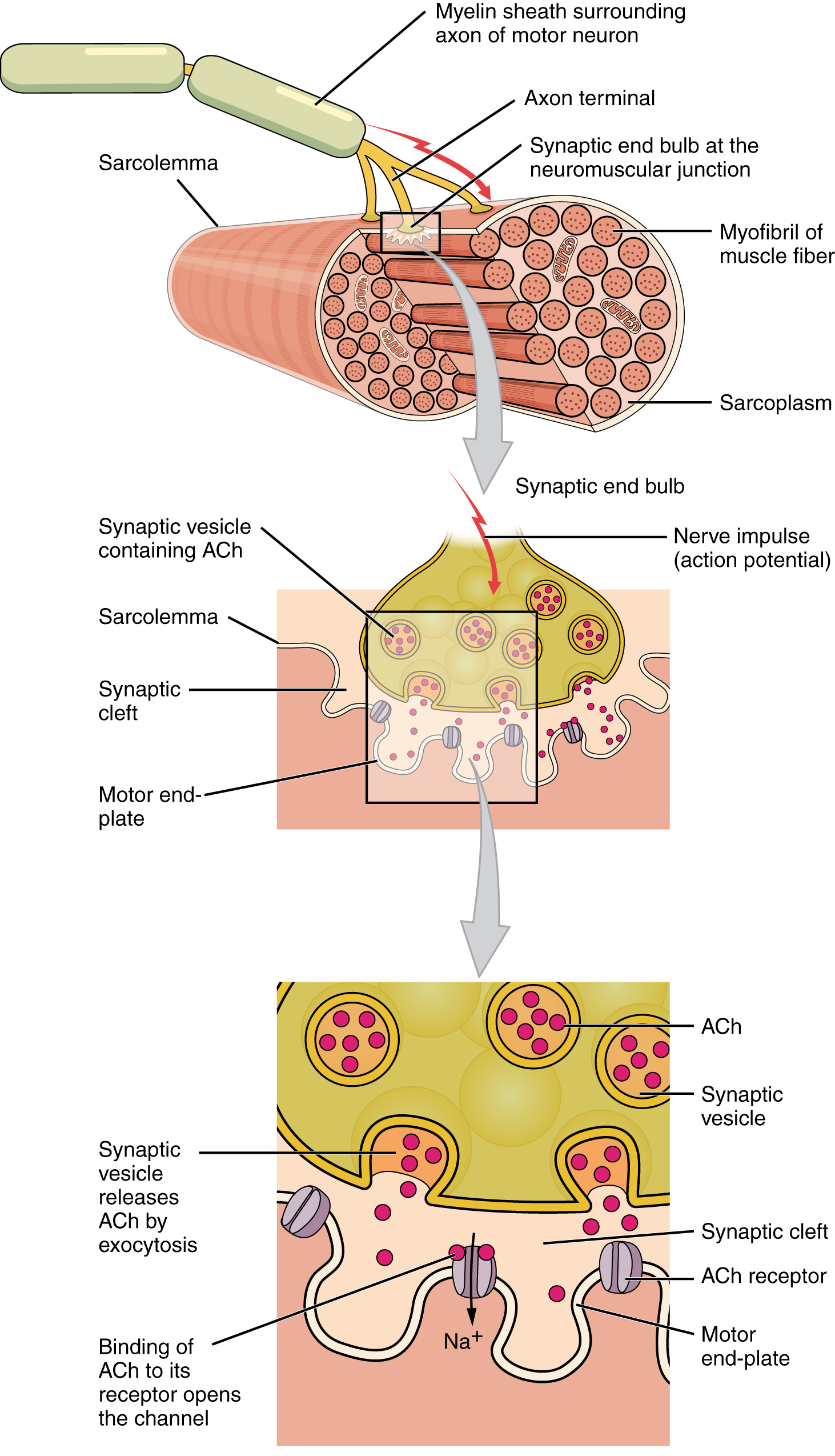 A three part figure of the sarcolemma with zoomed in diagram of the neuron connecting to the sarcolemma and the vesicles which bind to the channel.