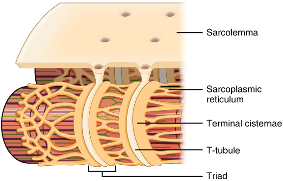 A close-up of the T tubule, with the sarcolemma labeled as the outside section and the reticulum and tried highlighted.