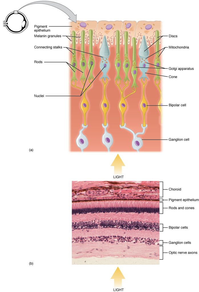 The top panel shows the cellular structure of the different cells in the eye. The bottom panel shows a micrograph of the cellular structure.