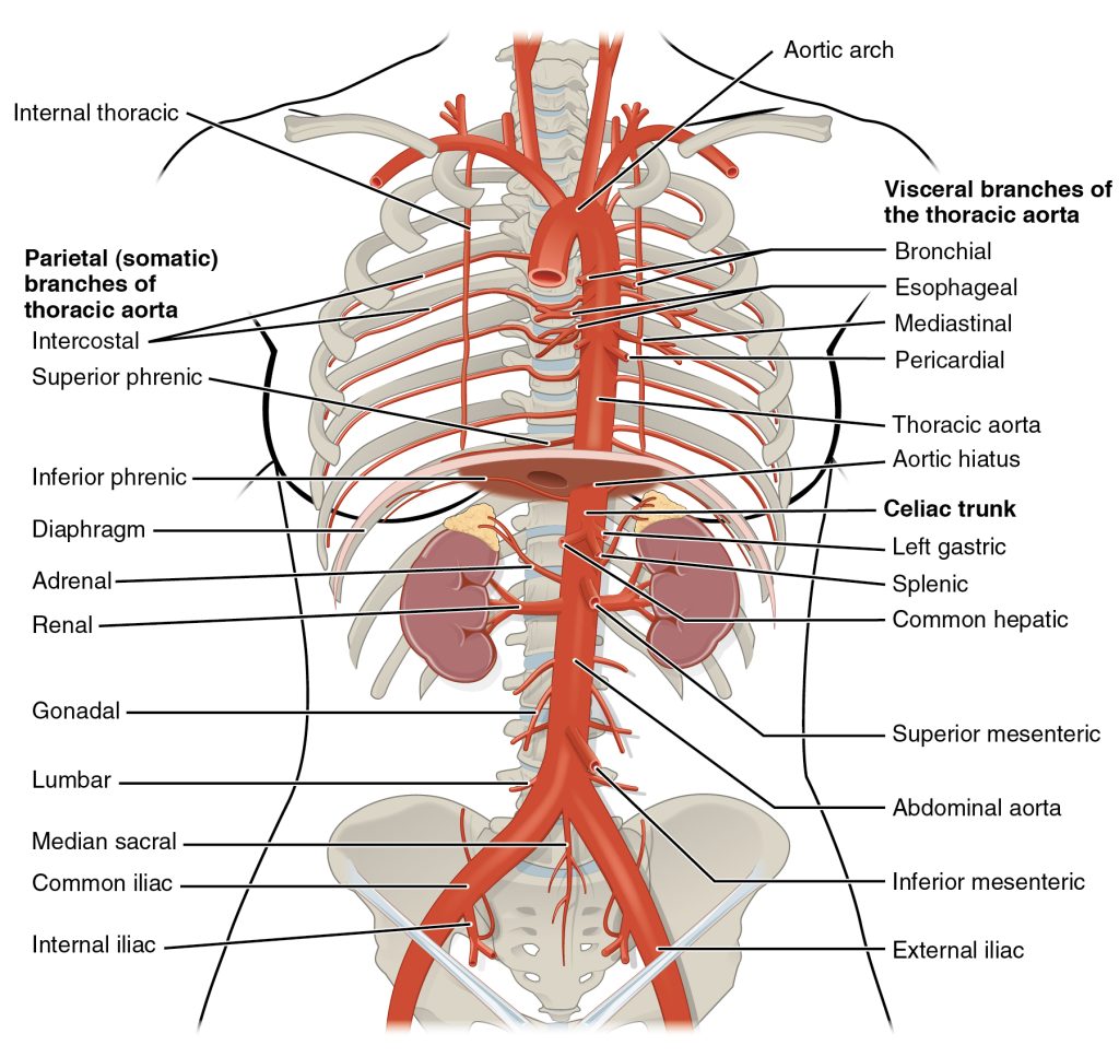 This diagram shows the arteries in the thoracic and abdominal cavity.