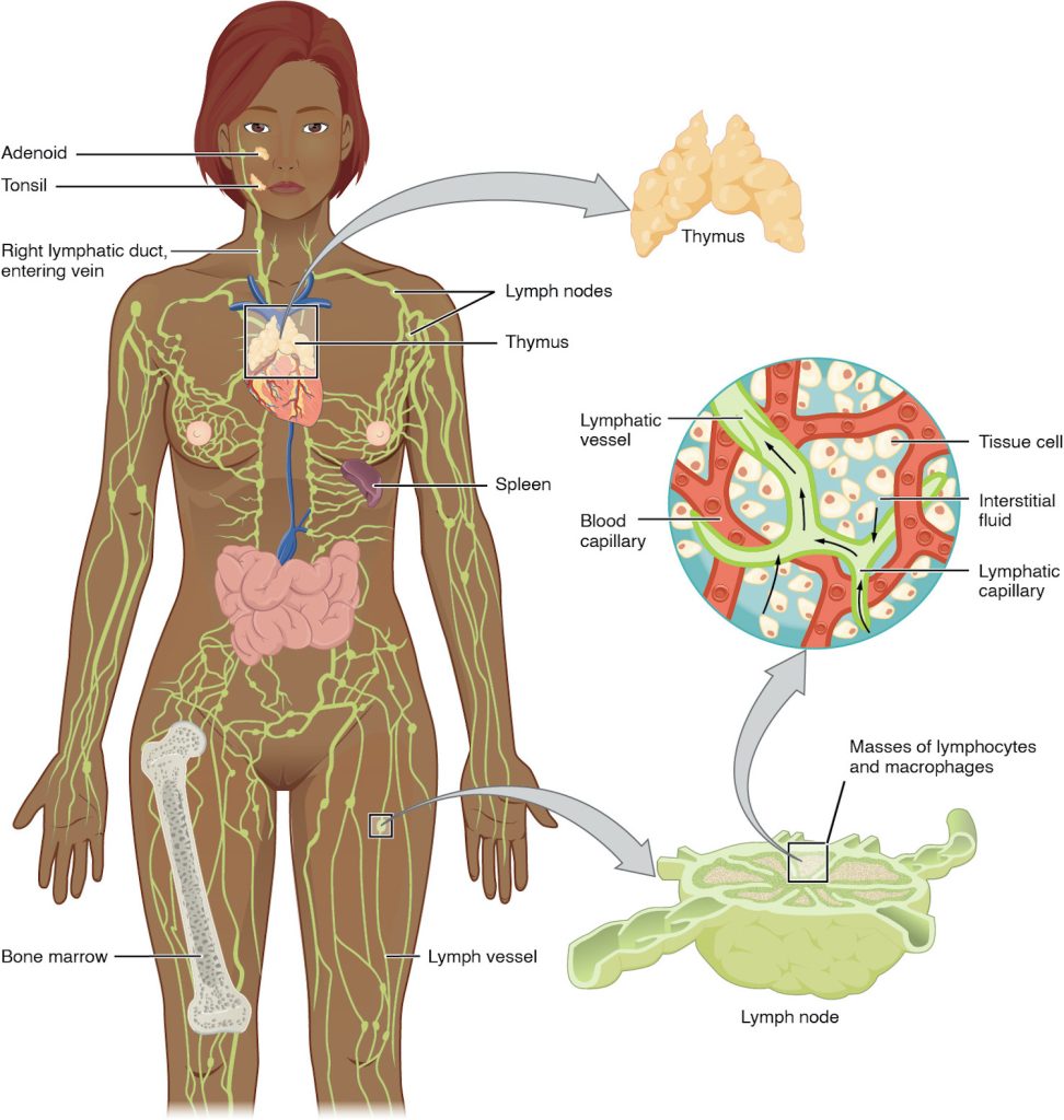 The left panel shows a female human body, and the entire lymphatic system is shown. The right panel shows magnified images of the thymus and the lymph node. All the major parts in the lymphatic system are labeled.