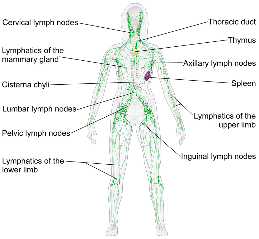 The lymphatic system's spread throughout the body is displayed, with several areas labeled.