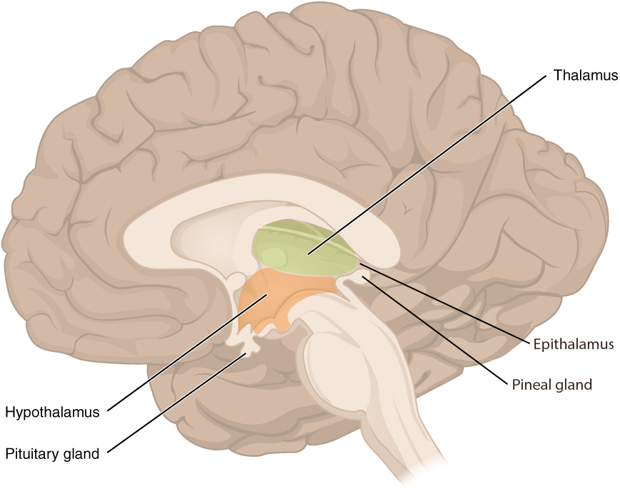 This figure shows the location of the thalamus, hypothalamus and pituitary gland in the brain.