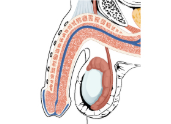 diagram of the penis.