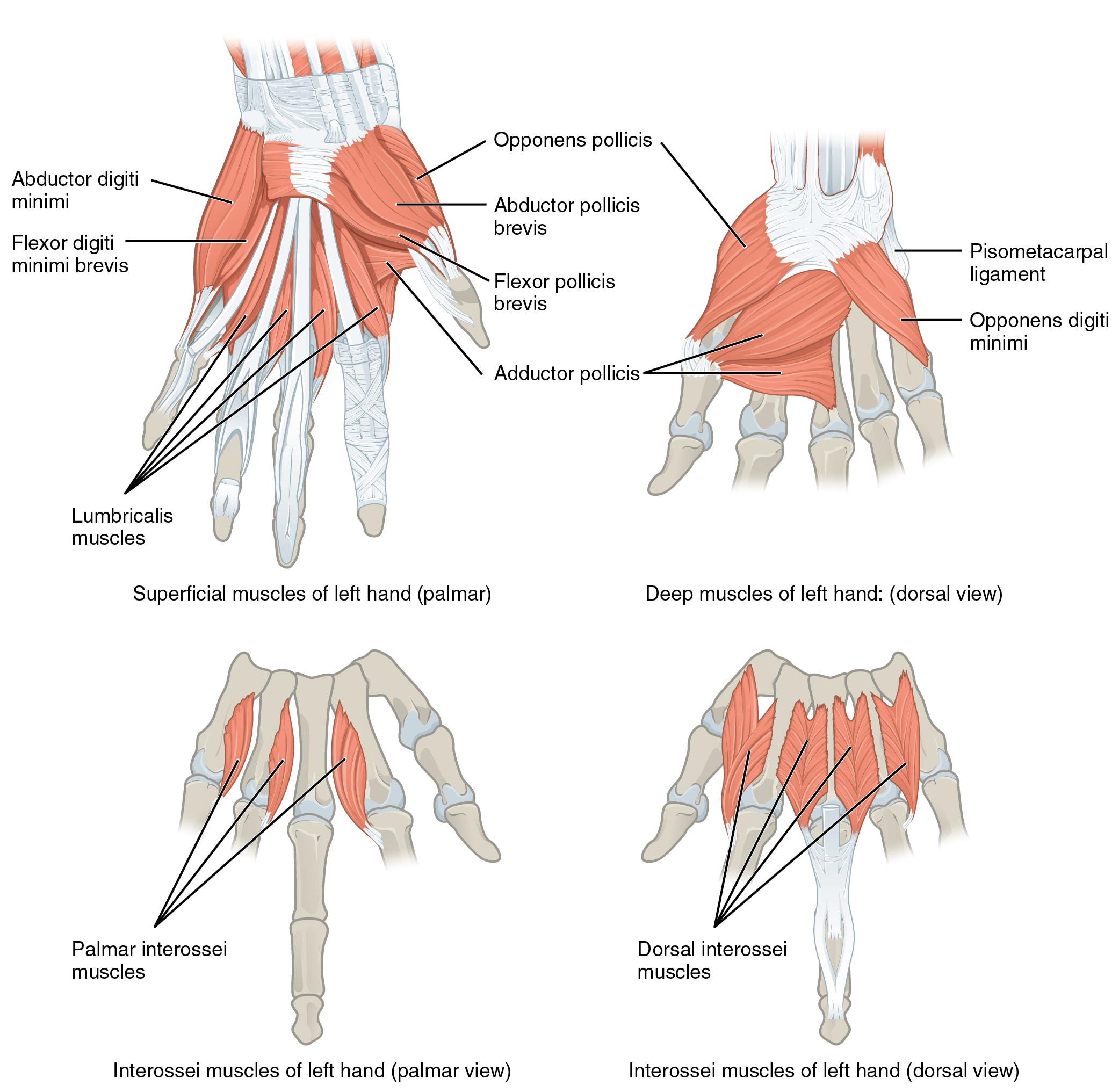 This multipart figure shows the intrinsic muscles of the hand with the major muscle groups labeled.