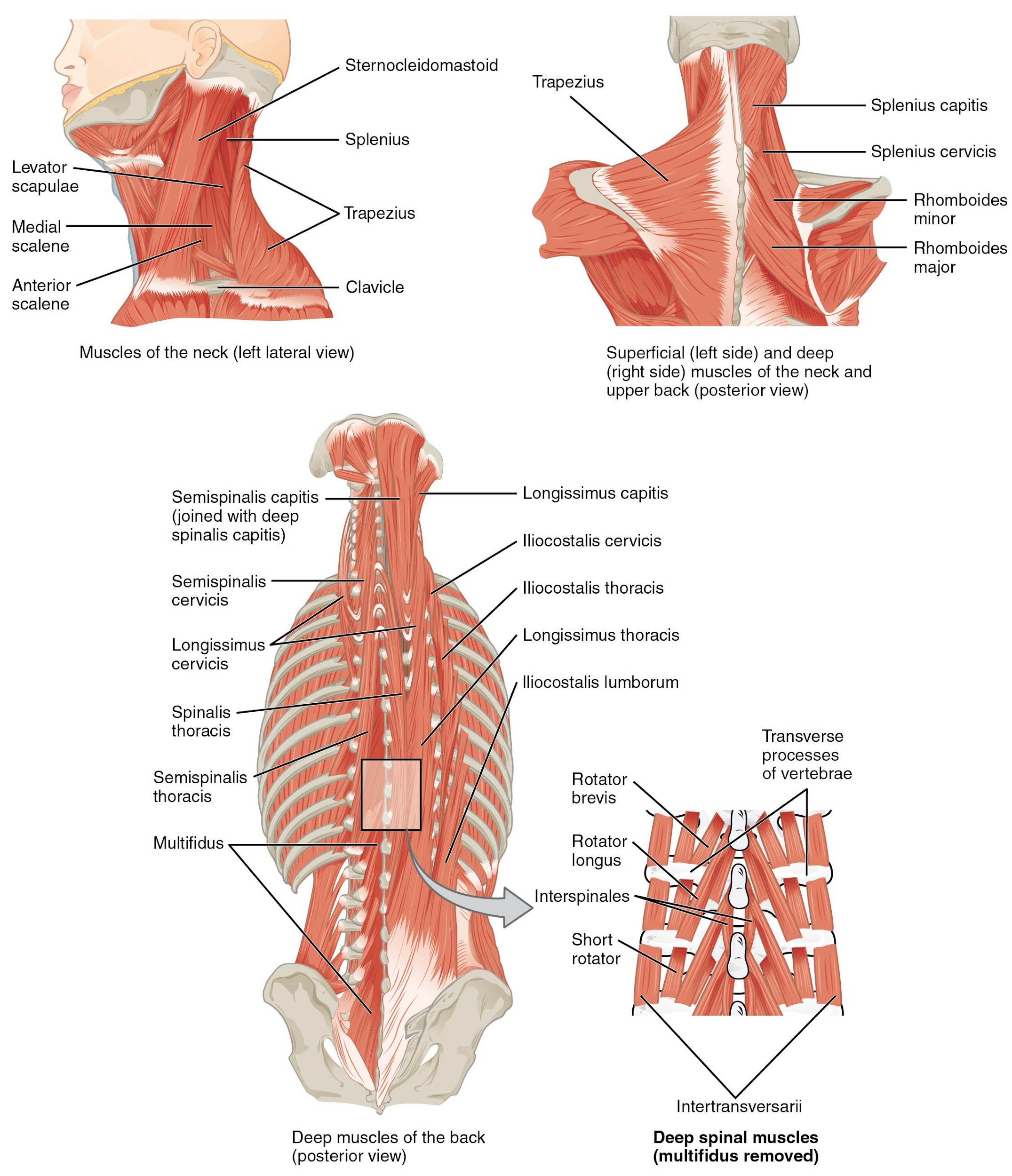 The top left panel shows a lateral view of the muscles of the neck, and the bottom left panel shows the posterior view of the superficial and deep muscles of the neck. The center panel shows the deep muscles of the back, and the right panel shows the deep spinal muscles.