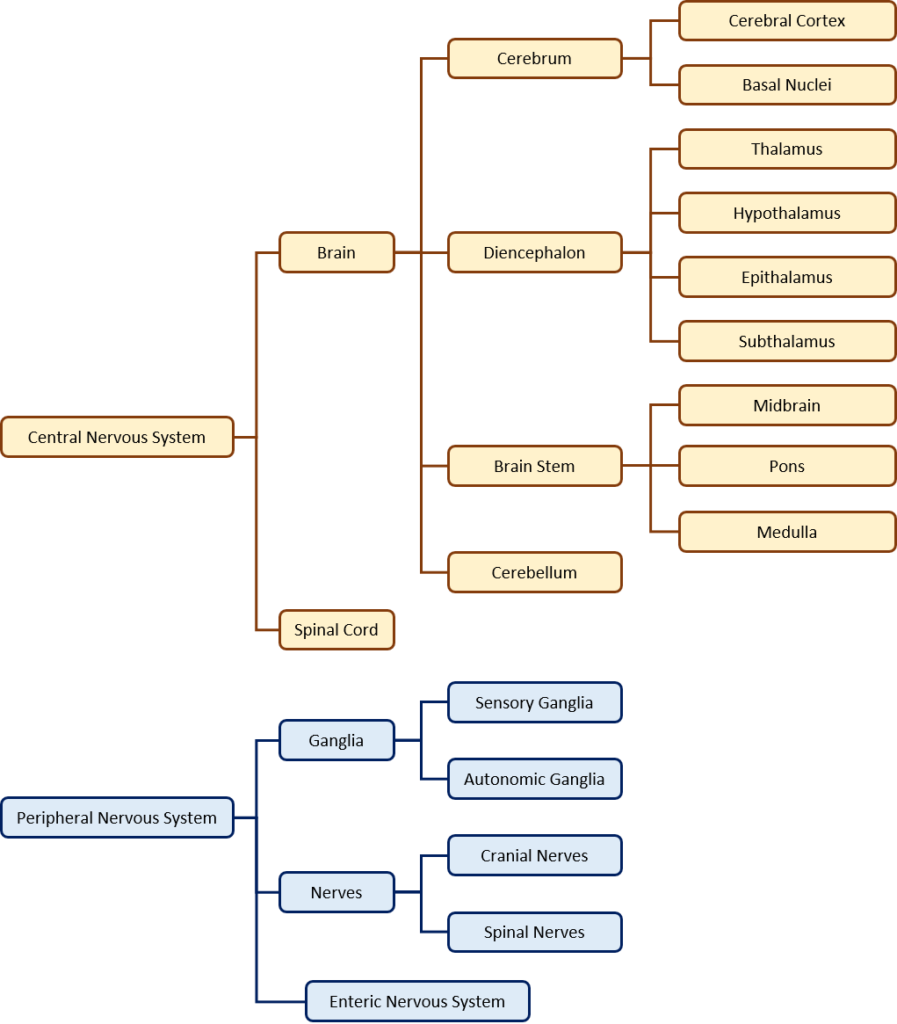 A figure showing a breakdown of the central and peripheral nervous systems, with the central breaking into the brain and spinal cord, and the peripheral breaking into the ganglia, nerves, and enteric system.