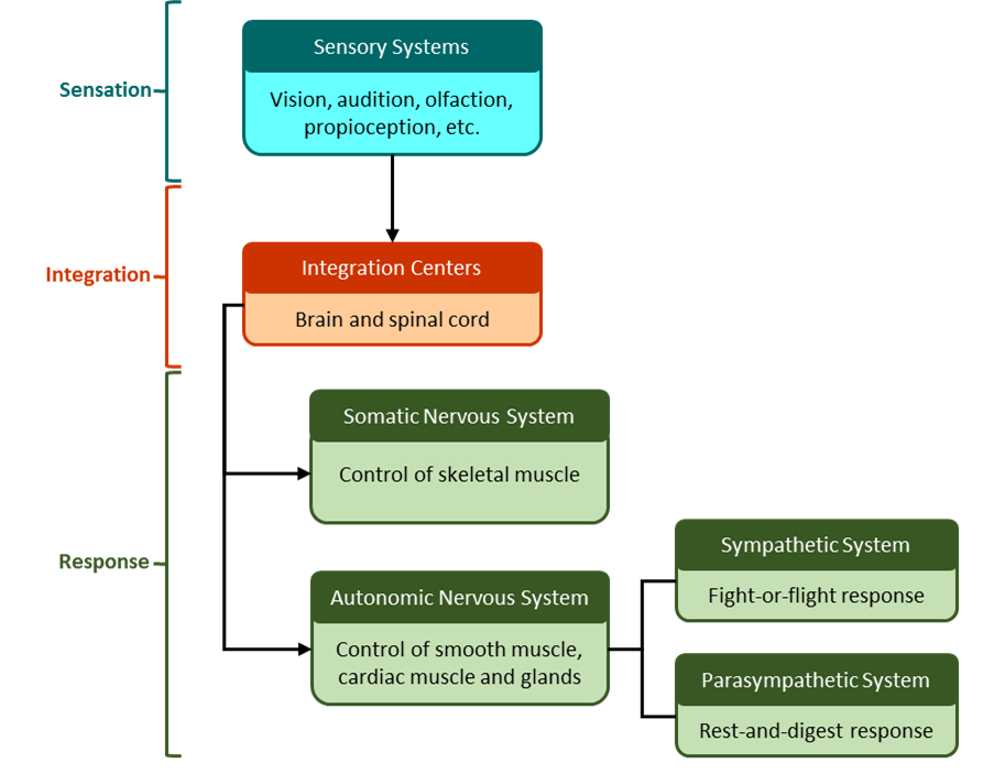 A figure showing the relationship between parts of the nervous system.