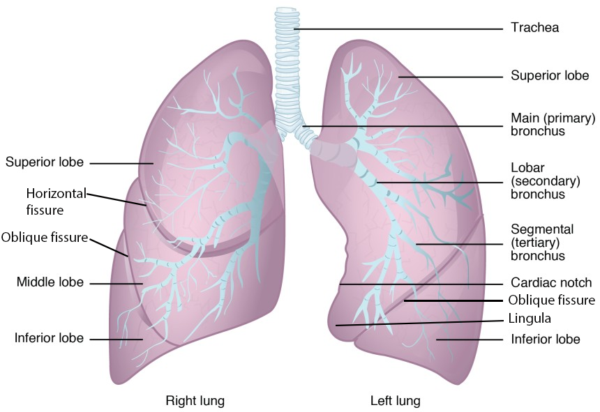 This figure shows the structure of the lungs with the major parts labeled.