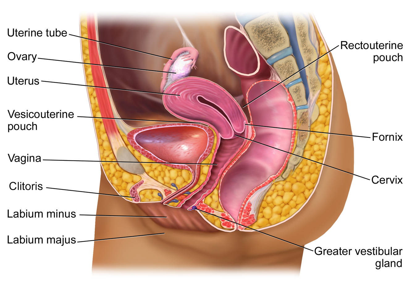 This figure shows the structure and the different organs in the female reproductive system.