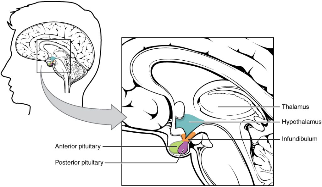 This illustration shows the hypothalamus-pituitary complex, which is located at the base of the brain and shown here from a lateral view. The hypothalamus lies inferior and anterior to the thalamus, which is sits atop the brainstem. The hypothalamus connects to the pituitary gland by the stalk-like infundibulum. The pituitary gland looks like a sac containing two balls hanging from the infundibulum. The “balls” are the anterior and posterior lobes of the pituitary. Each lobe secretes different hormones in response to signals from the hypothalamus.