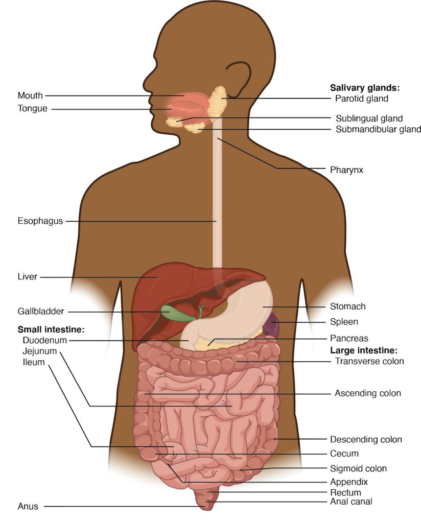 This diagram shows the digestive system of a human being, with the major organs labeled.