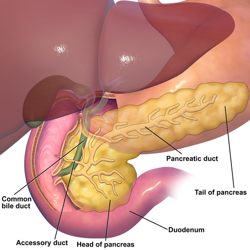 A figure of the parts of the pancreas, labeled. Includes the bile duct, accessory duct, head, tail, and duodenum.