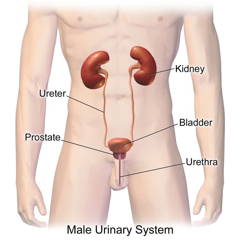 The urinary system, labeled