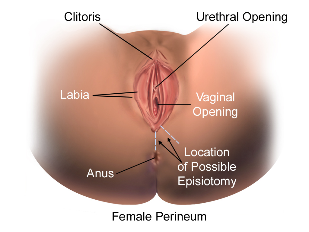 The parts of the vulva and surrounding areas, labeled.