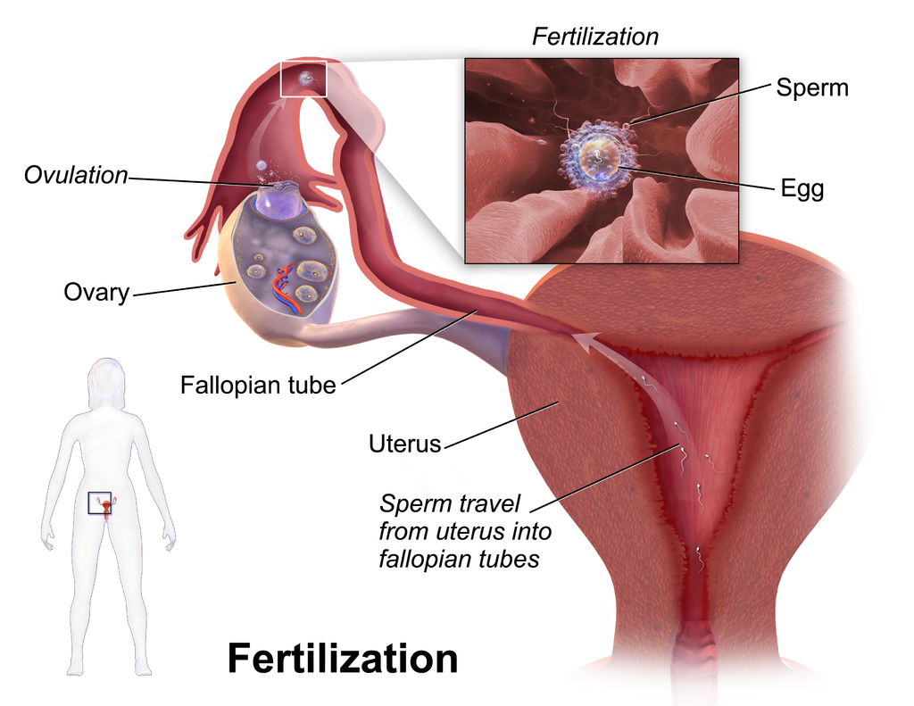 The is figure shows a cross section of the fallopian tubes and ovary, with a second image highlighting the process of fertilization within the ovary.