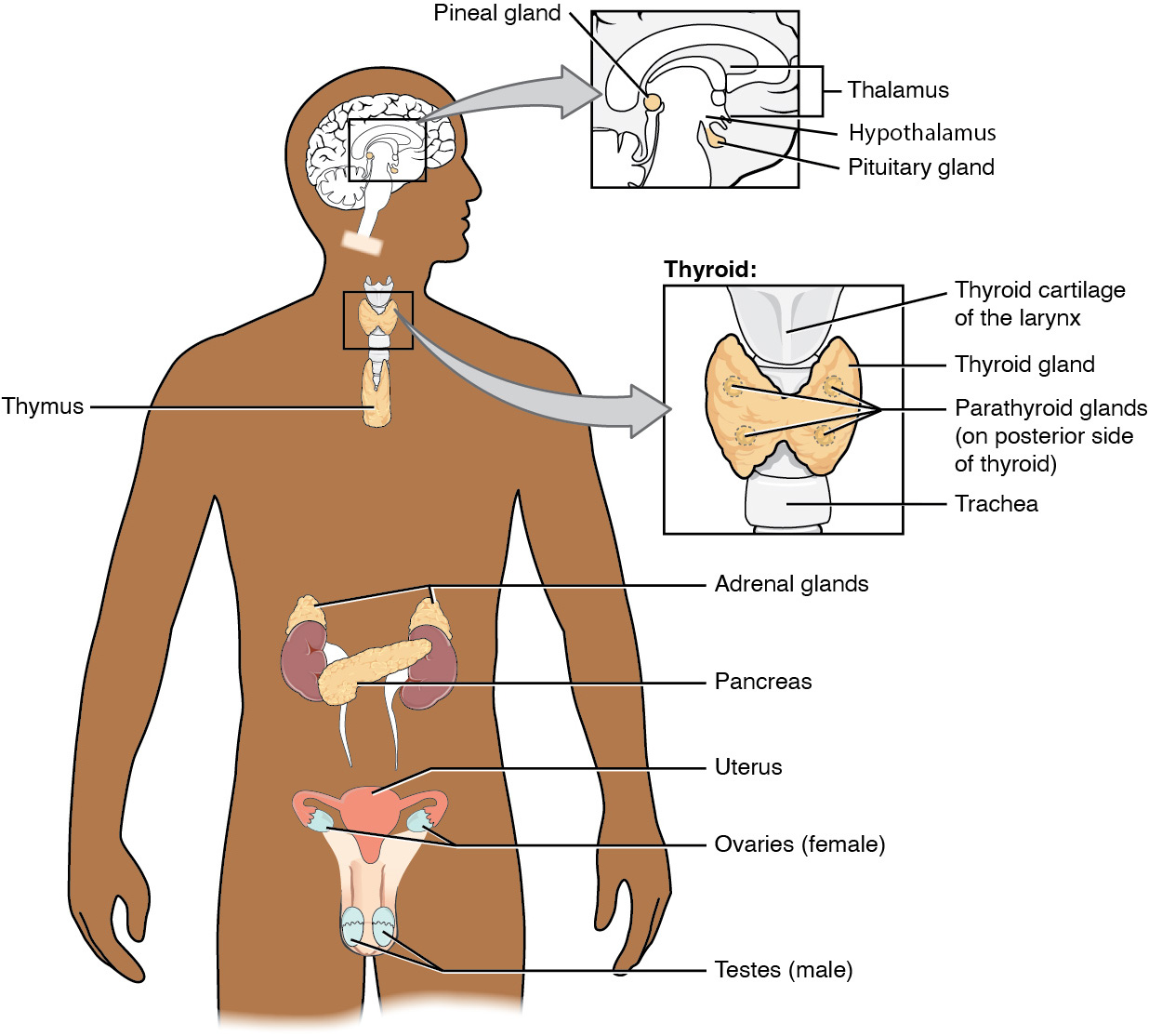 This diagram shows the endocrine glands and cells that are located throughout the body. The endocrine system organs include the pineal gland and pituitary gland in the brain. The pituitary is located on the anterior side of the thalamus while the pineal gland is located on the posterior side of the thalamus. The thyroid gland is a butterfly-shaped gland that wraps around the trachea within the neck. Four small, disc-shaped parathyroid glands are embedded into the posterior side of the thyroid. The adrenal glands are located on top of the kidneys. The pancreas is located at the center of the abdomen. In females, the two ovaries are connected to the uterus by two long, curved, tubes in the pelvic region. In males, the two testes are located in the scrotum below the penis.