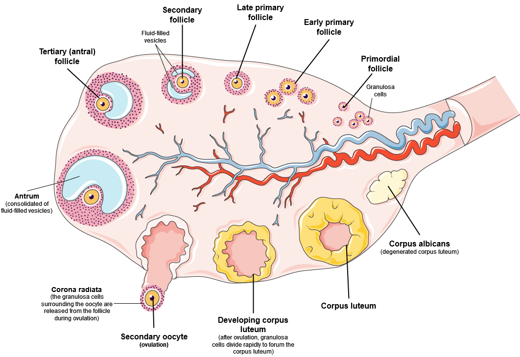 A figure of the inside of the ovary, showing stages of follicular development and ovulation.