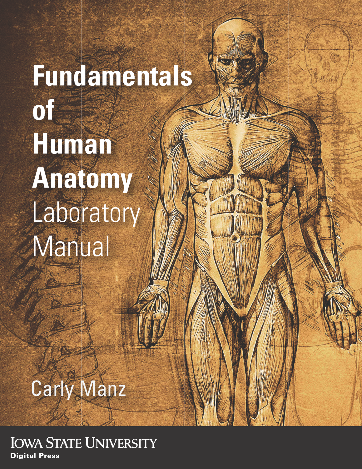 Cover image for Fundamentals of Human Anatomy Laboratory Manual