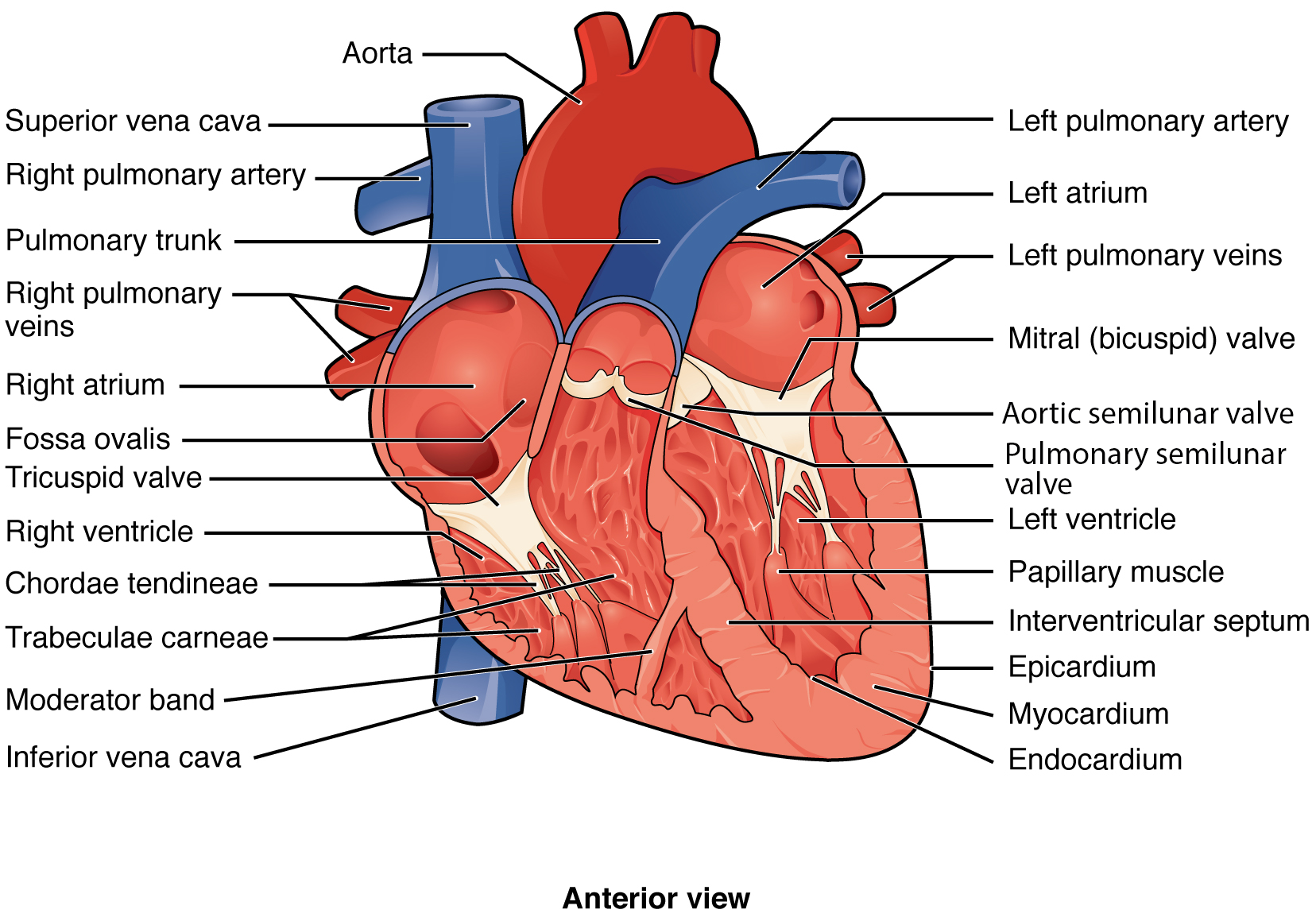 In this figure the top panel shows the image of the heart with the major parts labeled. The bottom left panel shows a photo of the heart with the surface layer peeled off. The images on the bottom right show detailed musculature inside the heart.