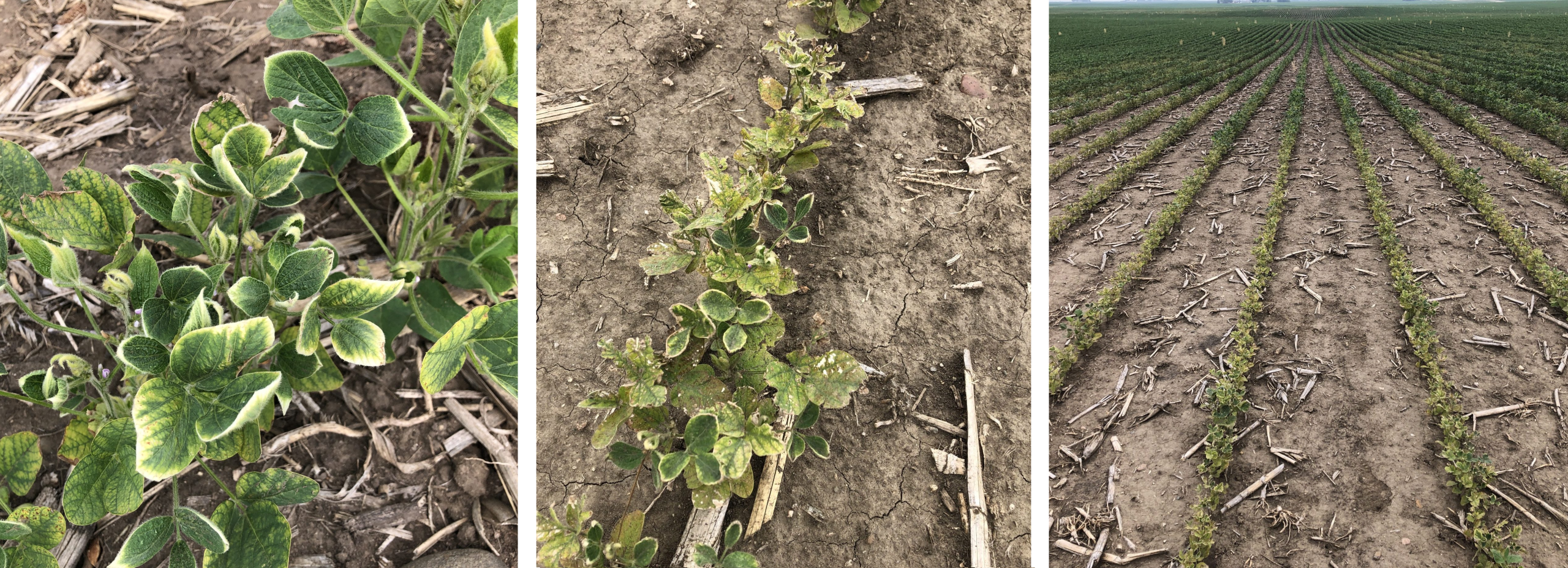 Three photos of crops: 1. small soybean plants with very pale yellow color on the edge of the leaves; 2 the same plants with more raggedy leaves; 3. a zoomed out view of a dry field.