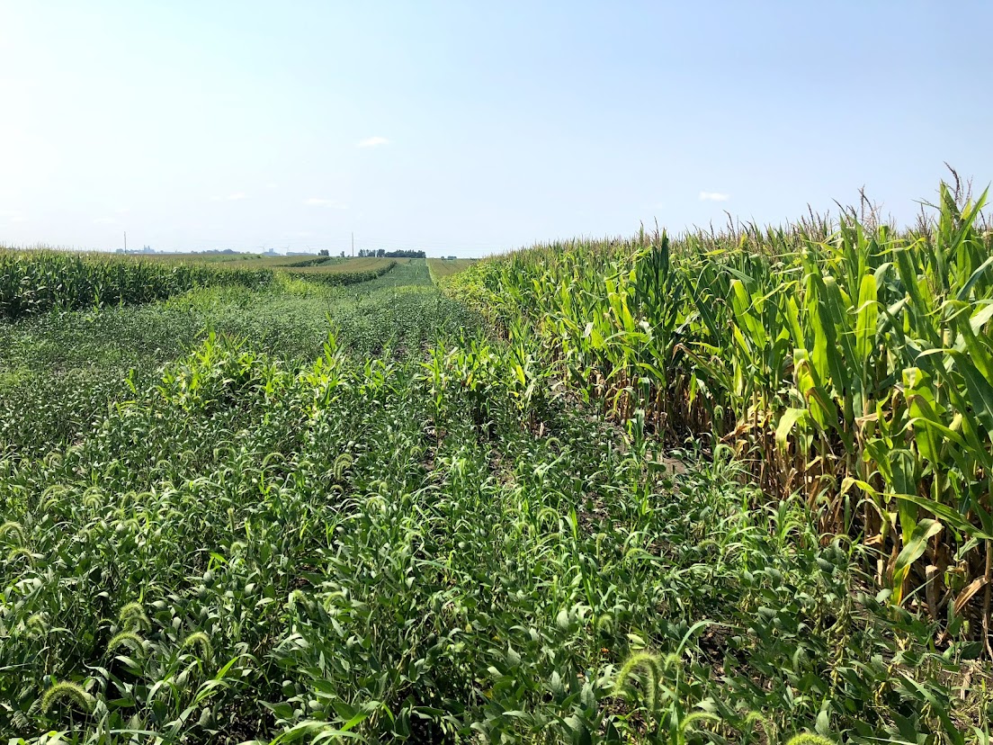A strip of short grasses in between two sections of corn rows.