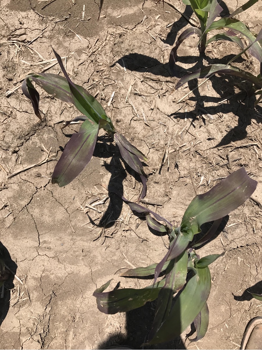 Corn plants in a light colored soil with most of the outer portion of the leaves purple.