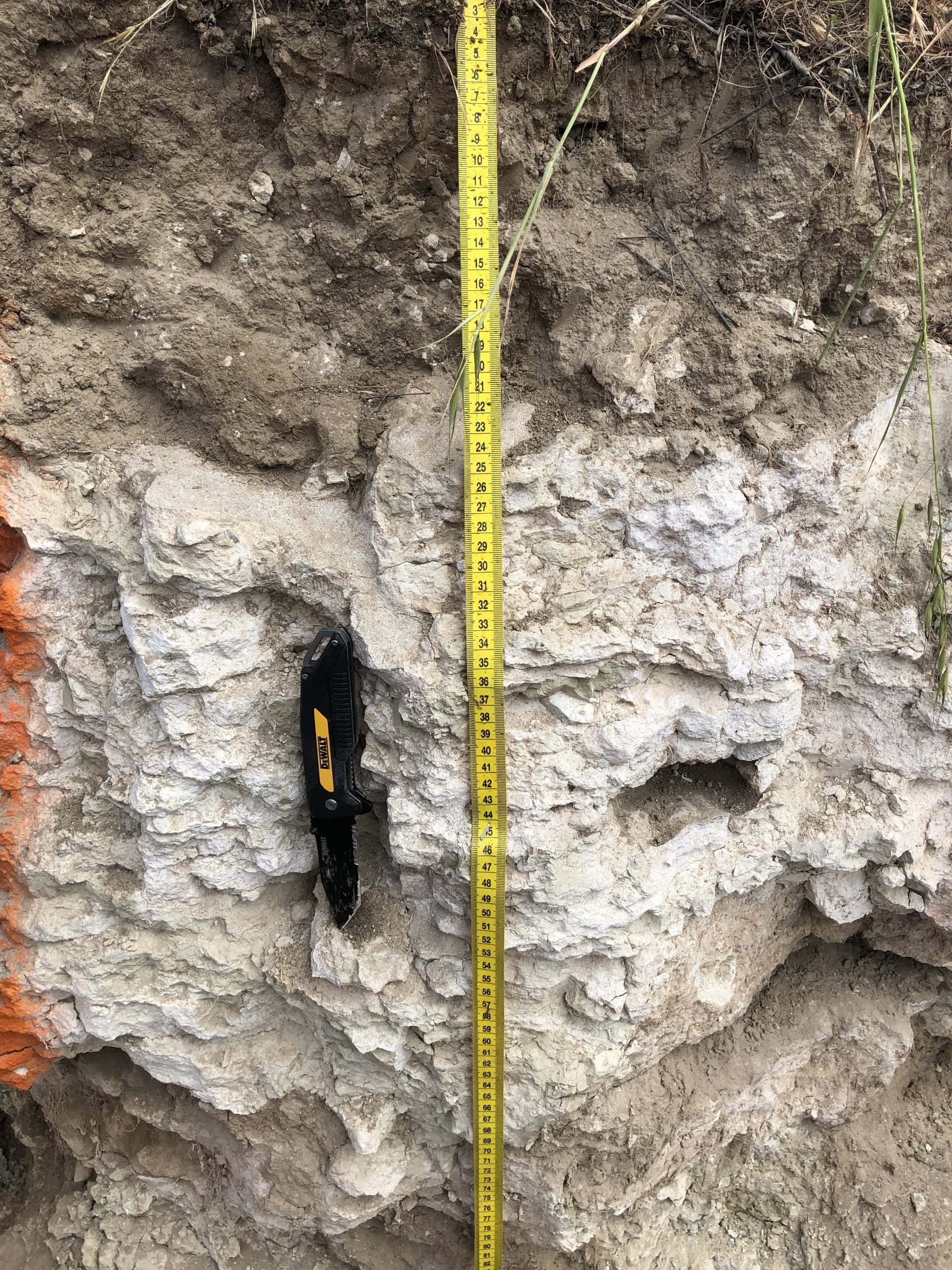 Light colored soil with a layer that appears like rock/cemented due to calcium carbonate accumulation.