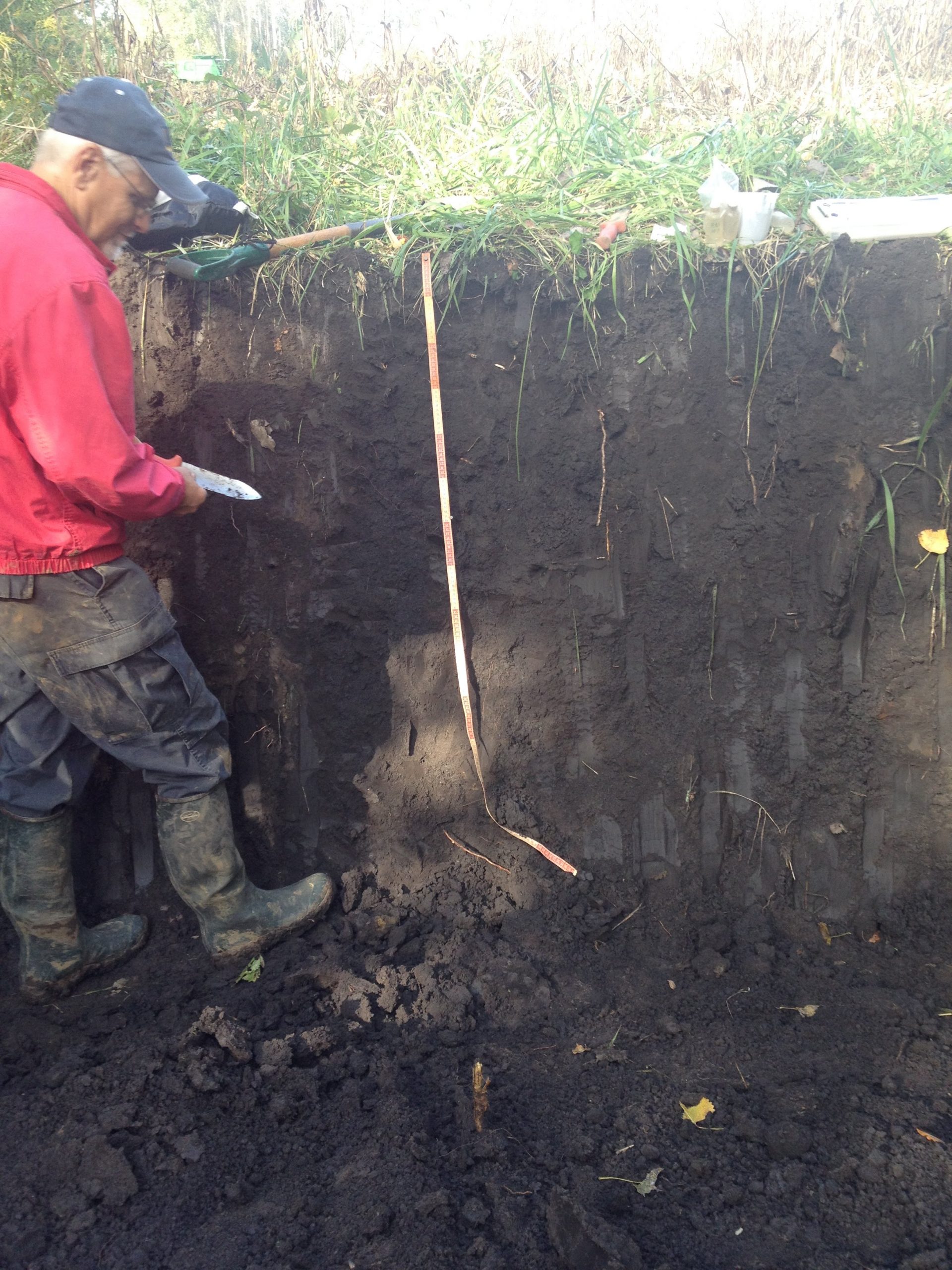 Soil face depicted a significant organic matter accumulation along a majority of the face.