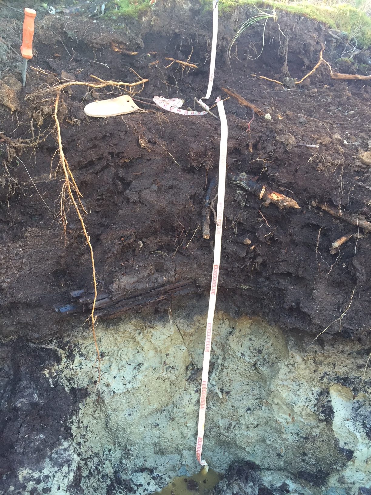 Upper portion of this profile is decaying organic material with sphagnum moss on the surface, occasional roots or wood are visible. Lower part of the profile is lacustrine, appears gray with a blue-green tint due to wetness.