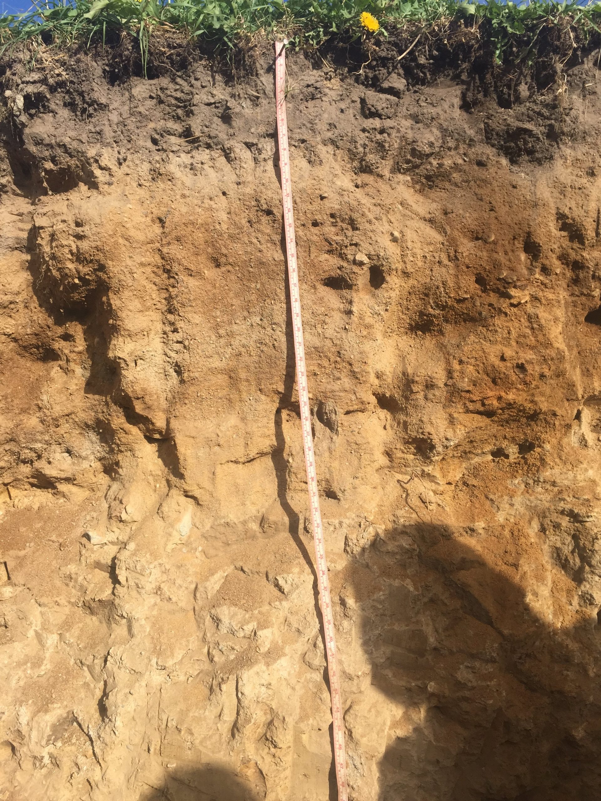Soil face with a light brown A horizon on top of horizons with yellow-brown and orange colors.