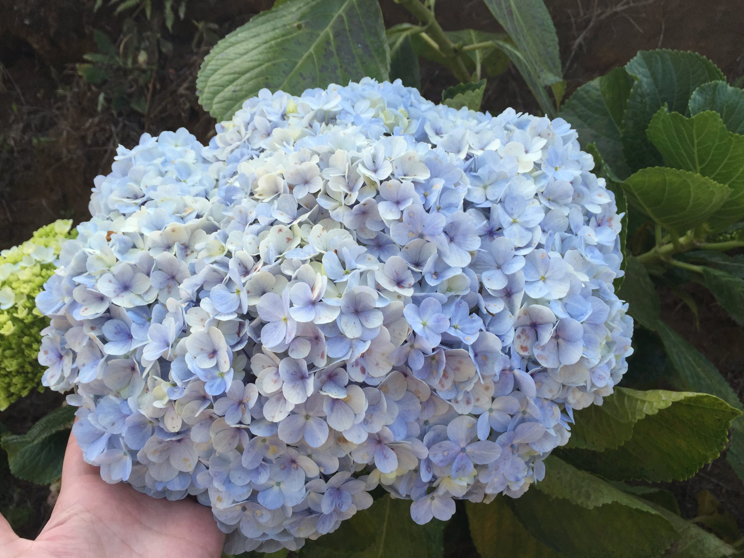 Blue flowered hydrangea in Costa Rica