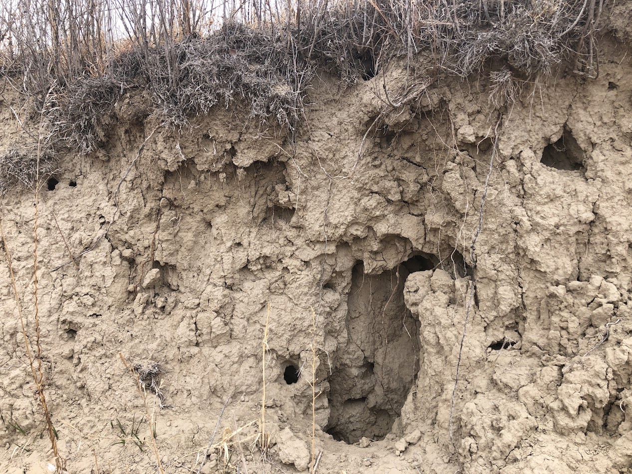 Loess with a hollowed-out feature like an animal burrow with other irregular erosion patterns.