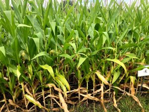 Row of corn plants that are brown at the bottom of the stalk that shifts to yellow and then green as the plant height increases.