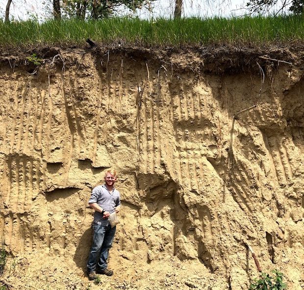 Road cut of loess materials that dwarfs the person standing in front of it. Yellow-ish materials extend up until a thick grass cover and some hanging exposed roots.