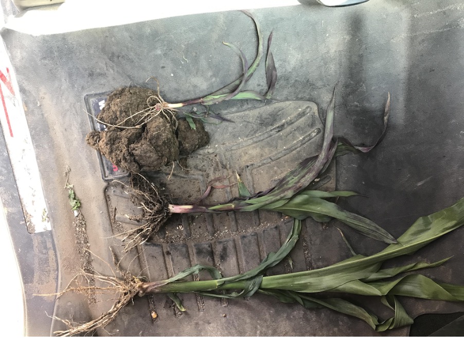 3 corn plants on a black surface. The top plant is small with purple and green colors. The middle plant is slightly bigger but still depicting purple discoloration. The bottom plant is the biggest and mostly green with only a small amount of purple at the base near the roots.