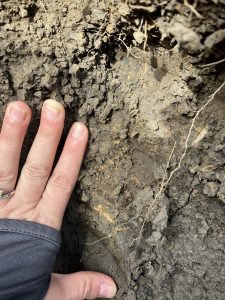 Closeup photo of the side of a soil pit with clumpy, dark soil.