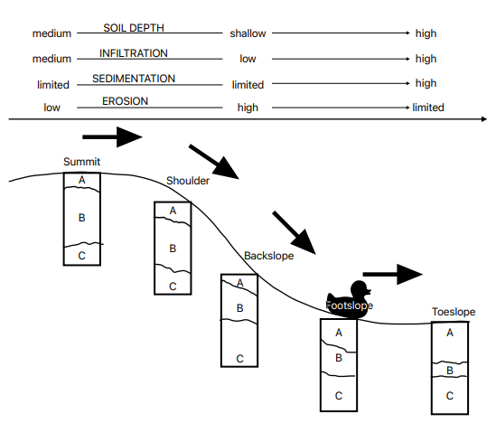 Graphic representation of the hillslope position effect. Soil in shoulder and backslope are more prone to suffer surface erosion, and less sedimentation. As the slope starts leveling, in the footslope and toeslope, surface runoff is reduced and material accumulation increases. Therefore, soils downhill tend to have thicker surface horizons.