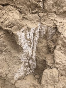 Light brown soil exposure has a white crust on one edge due to calcium carbonate accumulating there.