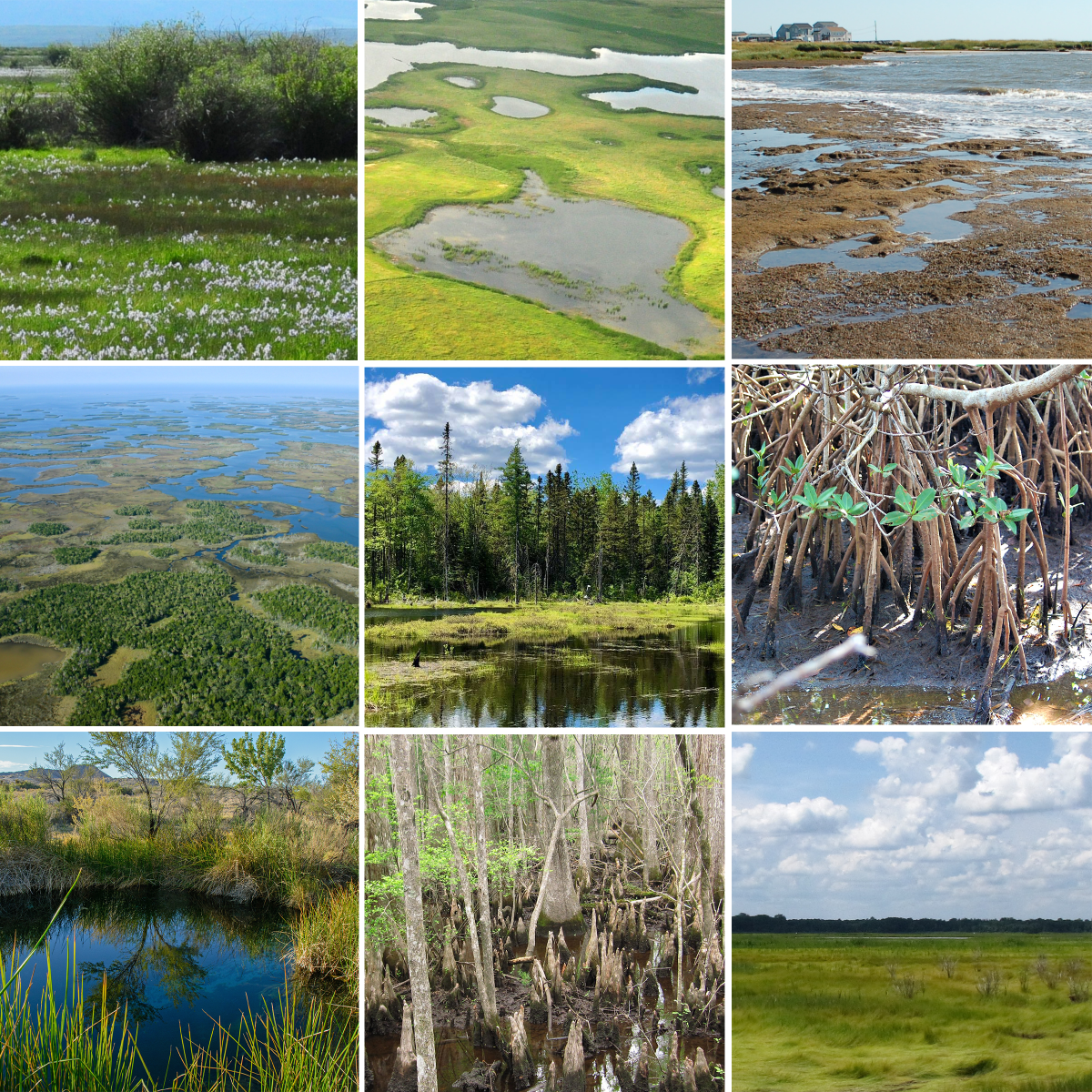 Nine different wetland landscapes: ones that look like a flooded plain, like a swamp, like a series of ponds with raised ground areas, and more.