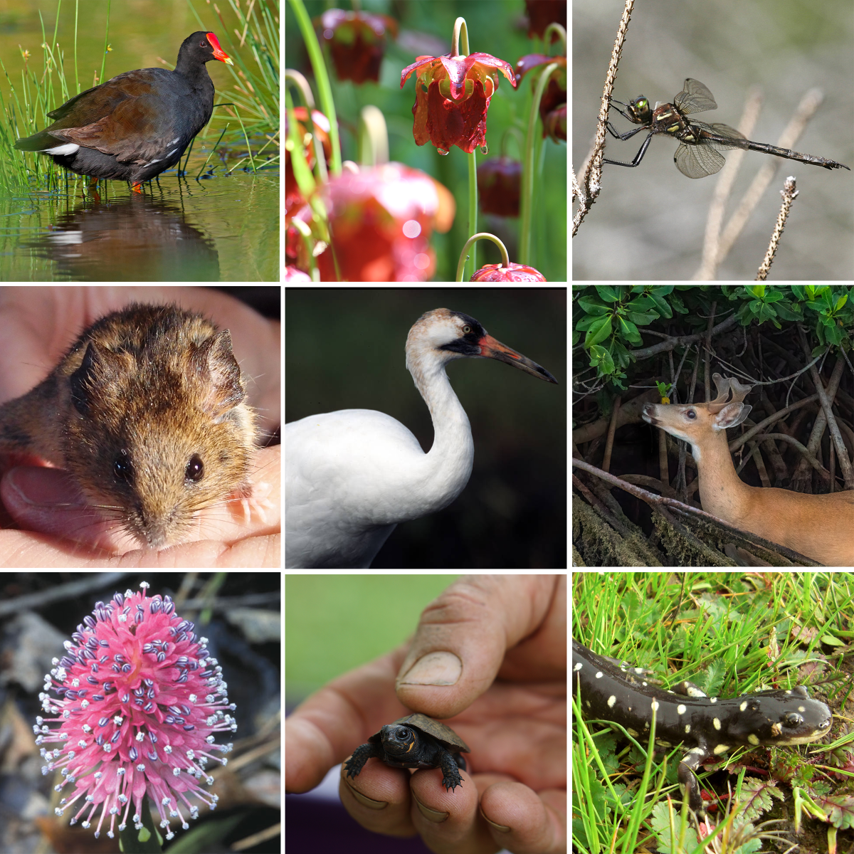 Nine endangered species that depend on wetlands, including mice, birds, deer, reptiles, insects, and flowers.