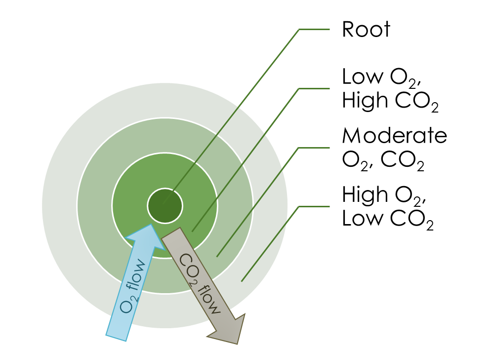 How roots affect O2 and CO2 gas concentrations and their flow direction.