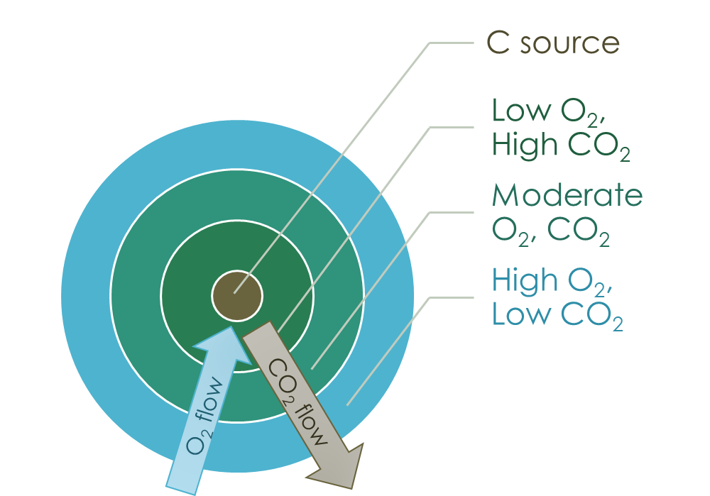 Diagram of oxygen flowing in and CO2 out, with the different areas of high O2 low CO2, moderate O2 and CO2, High O2 and Low CO2 labeled on a diagram.