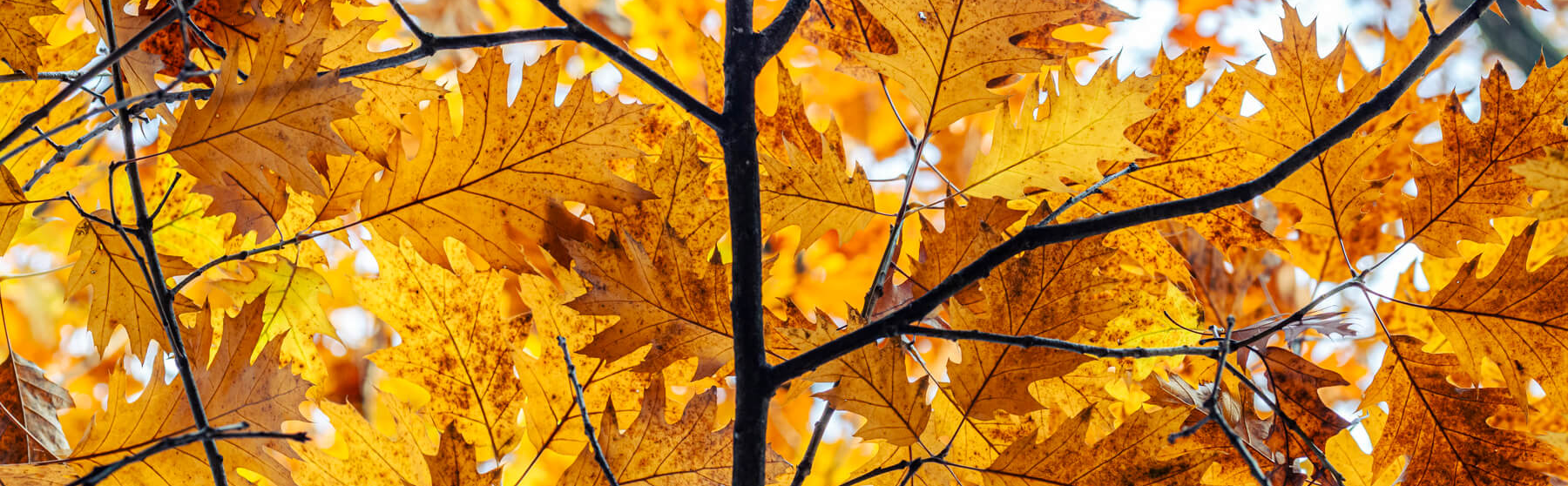 Tree branches spreading in different directions, symbolizing the multiple paths and choices available during a project's development.