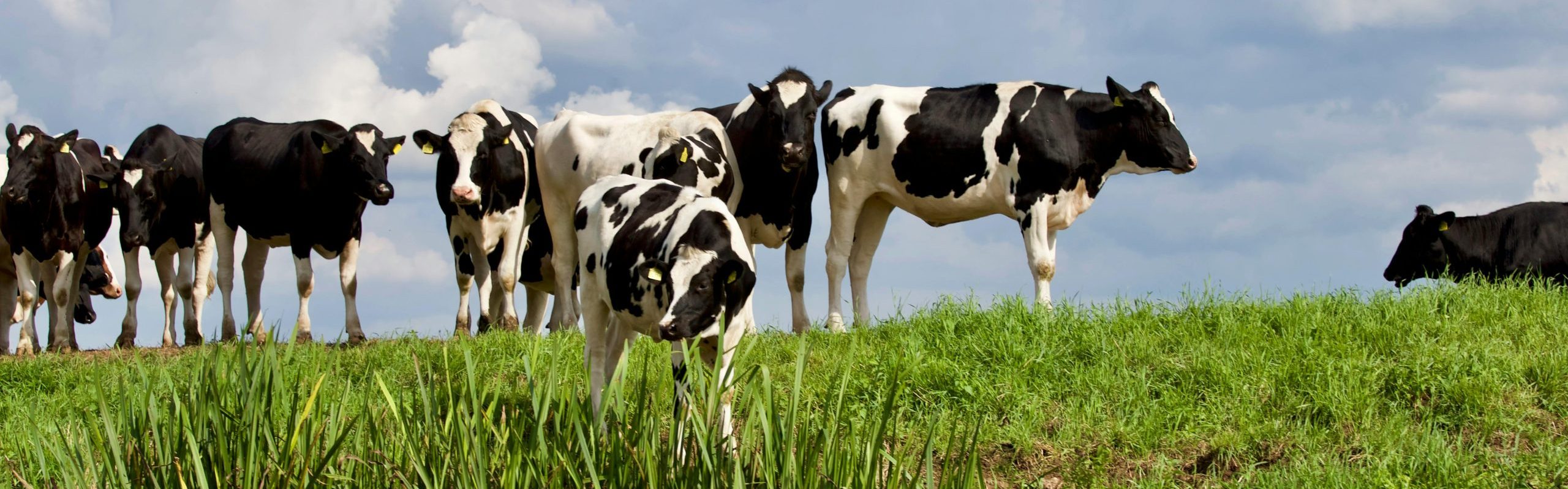 Cows in a field.