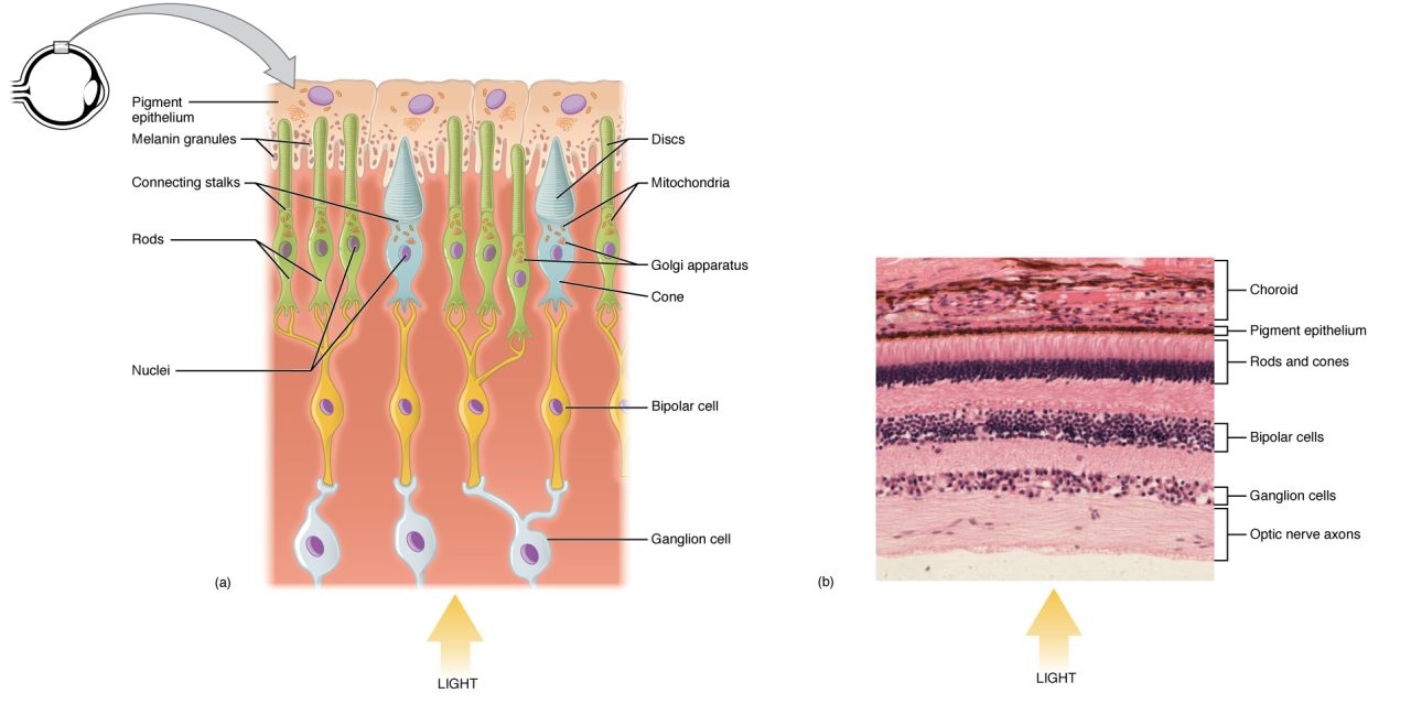 The top panel shows the cellular structure of the different cells in the eye. The bottom panel shows a micrograph of the cellular structure.