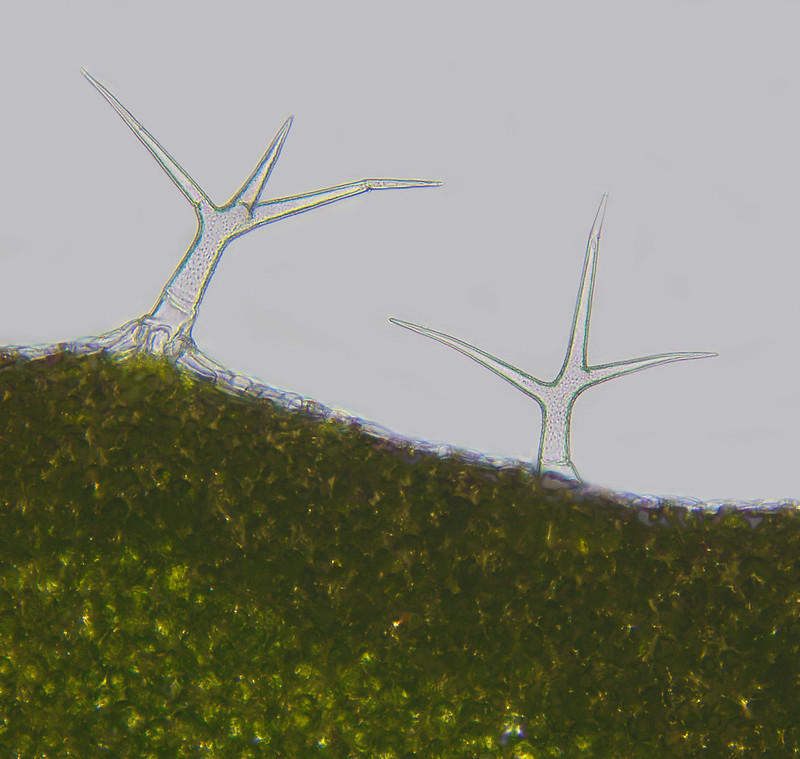Microscopis trichomes branching off a stem