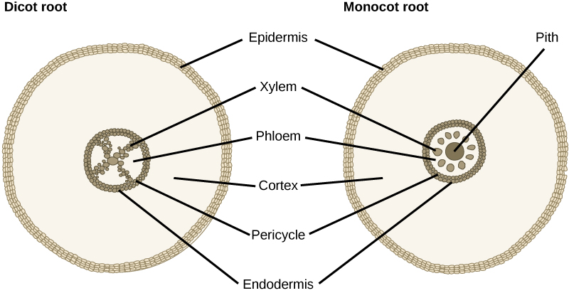 The cross section of a dicot root has an X-shaped structure at its center. The X is made up of many xylem cells. Phloem cells fill the space between the X. A ring of cells called the pericycle surrounds the xylem and phloem. The outer edge of the pericycle is called the endodermis.
