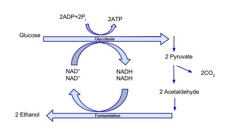 Diagram of fermentation. Glucose undergoes glycolysis, putting out CO2 and leading to fermentation and ehtanol development.